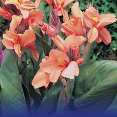 8718641970218 1 Canna Apricot Frost.jpg